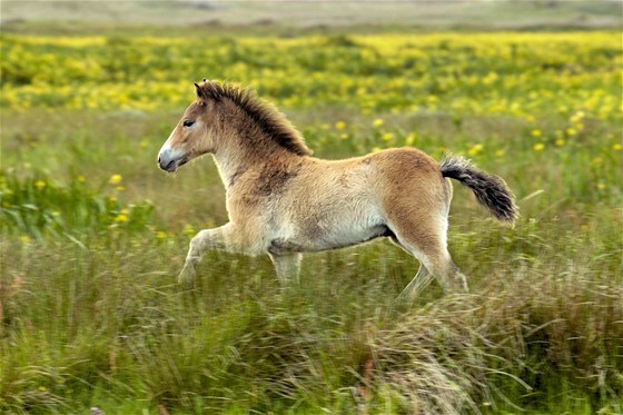 Jedním z plemen, se kterým chtjí chovatelé pracovat, je exmoorský pony.