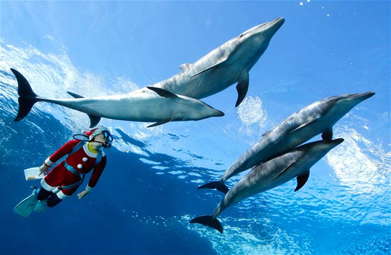 Firma, která plánovala uspoádat v Praze delfíní show, skonila v konkursu (ilustraní foto).