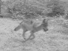 Druhá fotografie vlka z fotopasti v oblasti Hohwaldu, sousedící se Šluknovským...