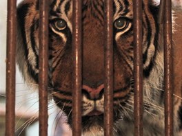 Tygr za mřížemi. Po neštěstí v liberecké zoo, kde bílý tygr zranil...