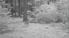 Fotografie vlka z fotopasti v oblasti Hohwaldu, sousedící se �luknovským