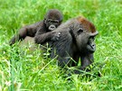 Rodinný život goril se velice podobá životu našich dávných předků. Obvykle žijí...