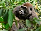 Gorily tráví vtinu asu v eru pralesa. Obas vak vychází na mýtiny, kde si...