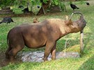 Nosoroci vodu milují, proto se s Jimmym chodí koupat. Oblíbil si ale i zdroj...