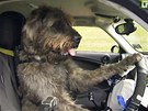 Na Novém Zélandu uí psy ídit auto.