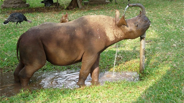 Nosoroci vodu miluj, proto se s Jimmym chod koupat. Oblbil si ale i zdroj vody na dvoe. 