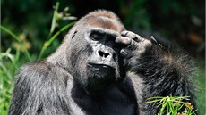 Gorily patí mezi ohroené druhy a jejich stavy v pírod nadále klesají....