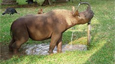 Nosoroci vodu milují, proto se s Jimmym chodí koupat. Oblíbil si ale i zdroj...