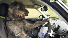 Na Novém Zélandu uí psy ídit auto.
