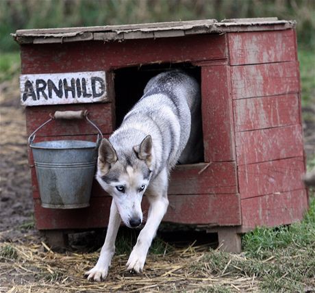 Jana Lovette Henychov provozuje v Hornm Maxov musherskou kolu Husky.