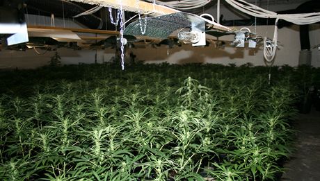 V bývalé lakovn v Novém Hrozenkov se skrývala velkopstírna marihuany.