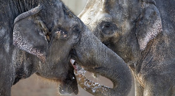 Promrzlým slonicím zachránila život vodka. Ilustrační foto