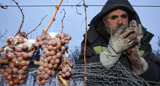 Vinaři na Slovácku sbírají hrozny, ze kterých bude ledové víno.