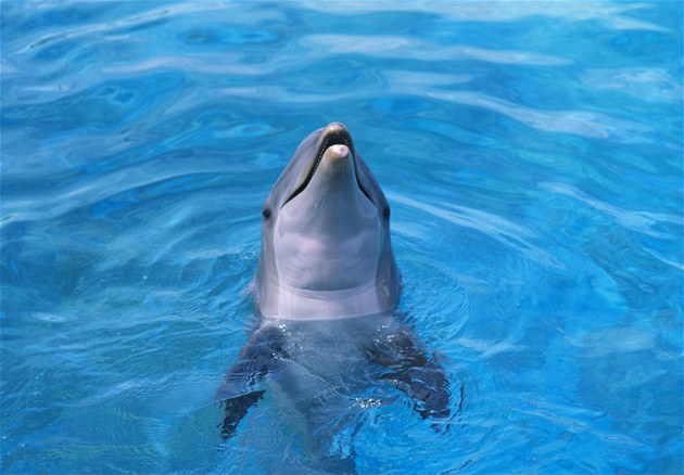 Delfíni (ilustraní foto)