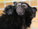 V Zoo Tábor-Vtrovy se narodilo mlád tamarína lutorukého.