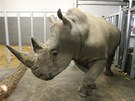 Kashka se na jae roku 2012 pidal ke dvojici nosoroích samic, které Zlín...