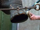Slonice ze rí Lanky Tamaru a Janitu mli píleitost vidt v praské zoo první...
