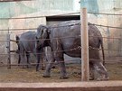 Slonice ze rí Lanky Tamaru a Janitu mli píleitost vidt v praské zoo první...