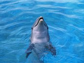 Delfíni (ilustrační foto)