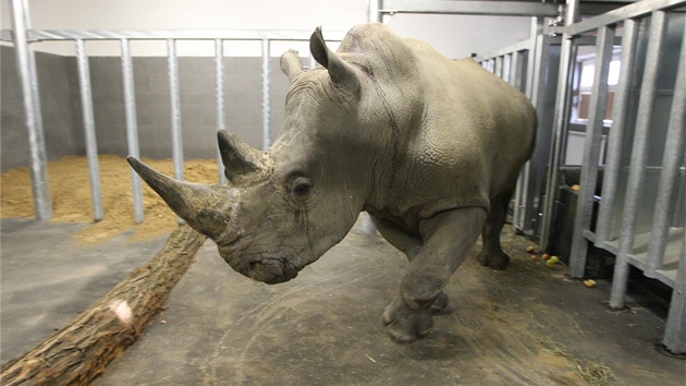 Kashka se na jaře roku 2012 přidal ke dvojici nosorožčích samic, které Zlín dřív získal přímo z Afriky.