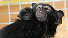 V Zoo Tábor-Vtrovy se narodilo mlád tamarína lutorukého.