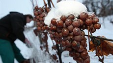 Vinaři na Slovácku začali s výrobou ledového vína.