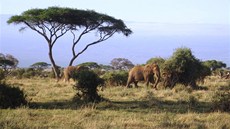 Keňská příroda.