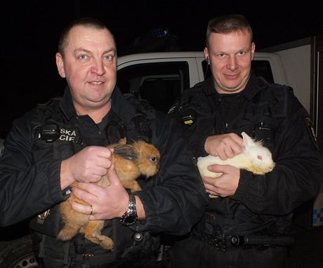 Stránici Mstské policie Plze pi pedávání odchycených zakrslých králík do