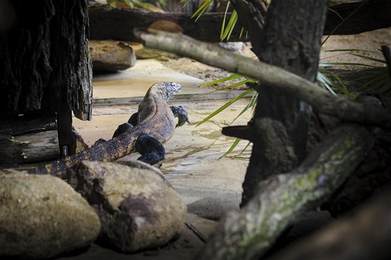 Nový pírstek brnnské zoo - varan komodský