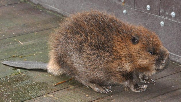 Oputné bobí mlád doasn ije v bartoovické stanici.