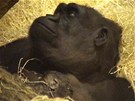 Gorila Kijivu se svým tvrtým mládtem krátce po porodu. (22.12.2012)