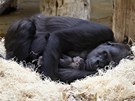 Rodinná idylka v pavilonu goril