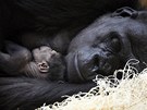 V sobotu po tvrté odpoledne porodila gorila Kijivu v Zoo Praha své tvrté...