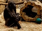 Gorila Kijivu a její mlád