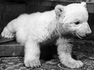 Snhulka byla prvním mládtem medvda ledního odchovaným umle. 