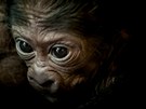 tvrté mlád gorilí samice Kijivu je zdravé, silné a má se ile k svtu.