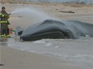 Na plái v New Yorku bojují záchranái o ivot nemocné velryby.