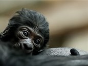 Gorilí mládě