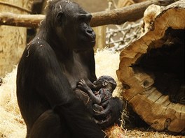 Kijivu se svým čtvrtým, čerstvě narozeným mládětem (22.12.2012)