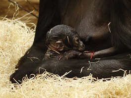 Čerstvé mláďátko Kijivu krátce po bezproblémovém porodu (22.12.2012)