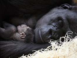 V sobotu po čtvrté odpoledne porodila gorila Kijivu v Zoo Praha své čtvrté...