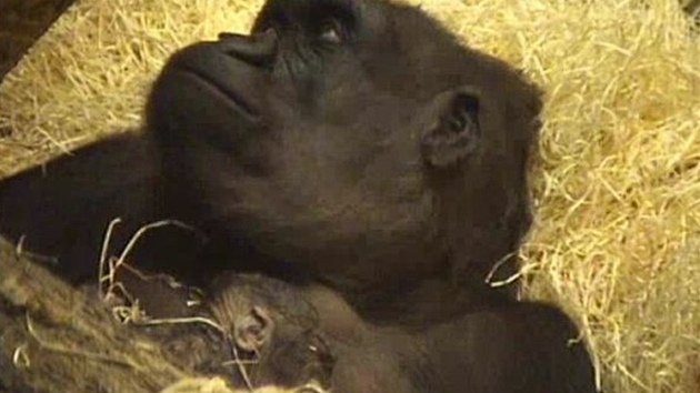 Gorila Kijivu se svým čtvrtým mládětem krátce po porodu. (22.12.2012)