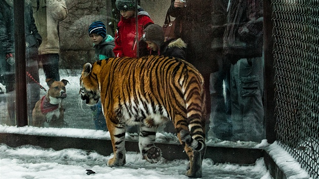 V zoo ve Dvoe Krlov nad Labem bylo o Vnocch plno (24. 12. 2012)