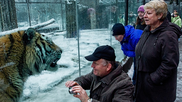 V zoo ve Dvoe Krlov nad Labem bylo o Vnocch plno (24. 12. 2012)