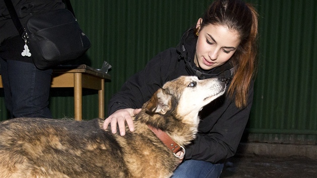 Kateina Pechov s oputnmi psy z tulku v prask Libni. 