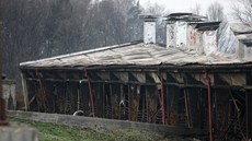 Pi poáru vepína v Borku na Havlíkobrodsku zahynulo 1 400 prasat.
