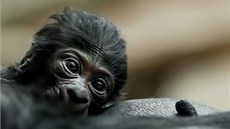 Gorilí mládě, které se narodilo samici Kijivu v sobotu odpoledne, se má čile k