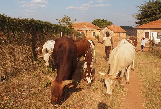 Zbytek stáda na eské vzorové farm v Kuemb.