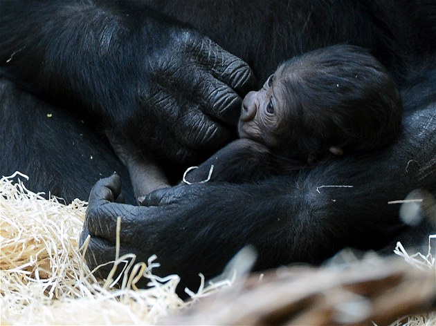 Gorilí mlád narozené ped Vánocemi v praské zoologické zahrad