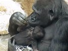Pedávání gorilího mládte mezi matkou Kijivu a tetou Shindou